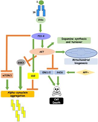 The Relevance of Insulin Action in the Dopaminergic System